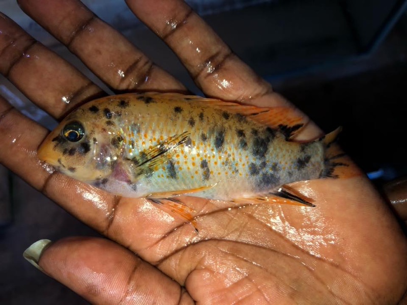 Labeotropheus fuelleborni 'Chimwalani Reef'